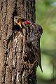 Stare am Abendhimmel - Sturnus vulgaris, Starenformation, Sammlung der Stare, Star, Schwarm, Starenschwarm, Sachsen, Voegel, Vogel, Singvogel, Singvoegel