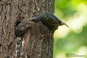 Stare am Abendhimmel - Sturnus vulgaris, Starenformation, Sammlung der Stare, Star, Schwarm, Starenschwarm, Sachsen, Voegel, Vogel, Singvogel, Singvoegel