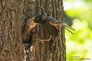 Stare am Abendhimmel - Sturnus vulgaris, Starenformation, Sammlung der Stare, Star, Schwarm, Starenschwarm, Sachsen, Voegel, Vogel, Singvogel, Singvoegel