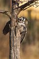 Sperbereule - Surnia ulula Jagd, Maus, Mauese, Wintergast, Sachsen, Eule, Vogel, Voegel, Strigiformes, Surnia, Sperbereule beim Jagen, Eulen