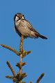 Sperbereule - Surnia ulula Jagd, Maus, Mauese, Wintergast, Sachsen, Eule, Vogel, Voegel, Strigiformes, Surnia, Sperbereule beim Jagen, Eulen