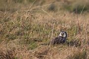 Sperbereule - Surnia ulula Jagd, Maus, Mauese, Wintergast, Sachsen, Eule, Vogel, Voegel, Strigiformes, Surnia, Sperbereule beim Jagen, Eulen