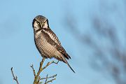 Sperbereule - Surnia ulula Jagd, Maus, Mauese, Wintergast, Sachsen, Eule, Vogel, Voegel, Strigiformes, Surnia, Sperbereule beim Jagen, Eulen