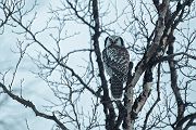 Sperbereule - Surnia ulula Jagd, Maus, Mauese, Wintergast, Sachsen, Eule, Vogel, Voegel, Strigiformes, Surnia, Sperbereule beim Jagen, Eulen