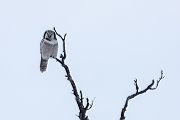Sperbereule - Surnia ulula Jagd, Maus, Mauese, Wintergast, Sachsen, Eule, Vogel, Voegel, Strigiformes, Surnia, Sperbereule beim Jagen, Eulen