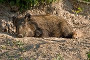 Wildschweine - Bache mit Frischling - Sus scrofa