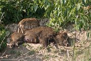 Wildschweine - Bache mit Frischling - Sus scrofa