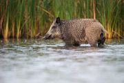 Wildschwein, Bache, Sus scrofa, wild_boar, wildschwein, bache, sachsen, saeugetiere, paarhufer, schweineartige, sus, sus_scrofa, suidae, suina, artiodactyla, laurasiatheria, echte_schweine, muldental, grimma, allesfresser, suhle, frischen, frischlinge, keiner, Frischlingskeiler, Überläuferkeiler 