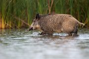 Wildschwein, Bache, Sus scrofa, wild_boar, wildschwein, bache, sachsen, saeugetiere, paarhufer, schweineartige, sus, sus_scrofa, suidae, suina, artiodactyla, laurasiatheria, echte_schweine, muldental, grimma, allesfresser, suhle, frischen, frischlinge, keiner, Frischlingskeiler, Überläuferkeiler 