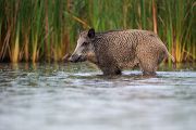 Wildschwein, Bache, Sus scrofa, wild_boar, wildschwein, bache, sachsen, saeugetiere, paarhufer, schweineartige, sus, sus_scrofa, suidae, suina, artiodactyla, laurasiatheria, echte_schweine, muldental, grimma, allesfresser, suhle, frischen, frischlinge, keiner, Frischlingskeiler, Überläuferkeiler 