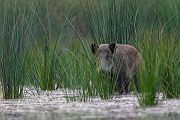 Wildschwein, Bache, Sus scrofa, wild_boar, wildschwein, bache, sachsen, saeugetiere, paarhufer, schweineartige, sus, sus_scrofa, suidae, suina, artiodactyla, laurasiatheria, echte_schweine, muldental, grimma, allesfresser, suhle, frischen, frischlinge, keiner, Frischlingskeiler, Überläuferkeiler 