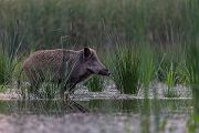 Wildschwein, Bache, Sus scrofa, wild_boar, wildschwein, bache, sachsen, saeugetiere, paarhufer, schweineartige, sus, sus_scrofa, suidae, suina, artiodactyla, laurasiatheria, echte_schweine, muldental, grimma, allesfresser, suhle, frischen, frischlinge, keiner, Frischlingskeiler, Überläuferkeiler 