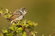Dorngrasmuecke - Sylvia communis, Muecke, Muecken,  Sylviidae,, Singvoegel, Vogel, Sylvia, Grasmueckenartige, Grimma, Muldental, Voegel, Sachsen,