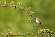 Dorngrasmuecke - Sylvia communis, Muecke, Muecken,  Sylviidae,, Singvoegel, Vogel, Sylvia, Grasmueckenartige, Grimma, Muldental, Voegel, Sachsen,