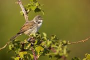 Dorngrasmuecke - Sylvia communis, Muecke, Muecken,  Sylviidae,, Singvoegel, Vogel, Sylvia, Grasmueckenartige, Grimma, Muldental, Voegel, Sachsen,