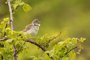 Dorngrasmuecke - Sylvia communis, Muecke, Muecken,  Sylviidae,, Singvoegel, Vogel, Sylvia, Grasmueckenartige, Grimma, Muldental, Voegel, Sachsen,