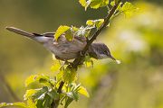 Dorngrasmuecke - Sylvia communis, Muecke, Muecken,  Sylviidae,, Singvoegel, Vogel, Sylvia, Grasmueckenartige, Grimma, Muldental, Voegel, Sachsen,