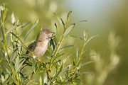 Sperbergrasmuecke - Sylvia nisoria Grasmuecken Singvoegel Voegel Sachsen-Anhalt Grauschmiege Sperlingsvoegel Sperber