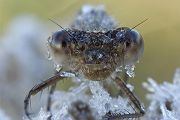 Gemeine Winterlibelle - Sympecma fusca