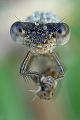 Gemeine Winterlibelle - Sympecma fusca
