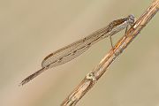 Gemeine Winterlibelle - Sympecma fusca