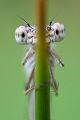 Gemeine Winterlibelle - Sympecma fusca