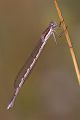 Gemeine Winterlibelle - Sympecma fusca