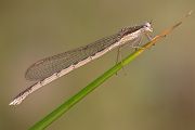 Gemeine Winterlibelle - Sympecma fusca - Weibchen
