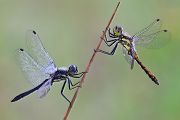 Schwarze Heidelibelle - Sympetrum danae Maennchen Sachsen Odonata Libellen Segellibellen Heidelibellen