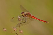 Sumpf-Heidelibelle - Sympetrum depressiusculum - Maennchen - Heidelibellen - Segellibellen