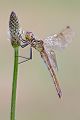 Sumpf-Heidelibelle - Sympetrum depressiusculum - Weibchen - Heidelibellen - Segellibellen