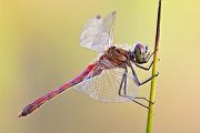 Sumpf-Heidelibelle - Sympetrum depressiusculum - Maennchen - Heidelibellen - Segellibellen