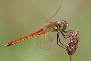 Sumpf-Heidelibelle - Sympetrum depressiusculum - Maennchen - Heidelibellen - Segellibellen Odonata Insekten Libellen Großlibellen