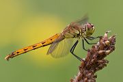 Sumpf-Heidelibelle - Sympetrum depressiusculum - Weibchen - Heidelibellen - Segellibellen