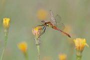 Sumpf-Heidelibelle - Sympetrum depressiusculum - Maennchen - Heidelibellen - Segellibellen Odonata Insekten Libellen Großlibellen
