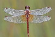 Gefleckte Heidelibelle - Sympetrum flaveolum - Heidelibelle - Libellen - Sachsen - Odonata - Segellibellen - Maennchen