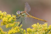 Fruehe Heidelibelle - Sympetrum fonsolombii Segellibellen Libellen Insekten Odonata Großlibellen Sachsen Grimma Muldental Sympetrum Heidelibellen Maennchen junges Maennchen