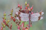 Gebaenderte Heidelibelle - Sympetrum pedemontanum - Maennchen- Heidelibelle - pedemontanum Odonata Großlibellen Libellen Segellibellen Heidelibellen