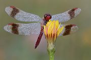 Gebaenderte Heidelibelle - Sympetrum pedemontanum - Maennchen- Heidelibelle - pedemontanum Odonata Großlibellen Libellen Segellibellen Heidelibellen