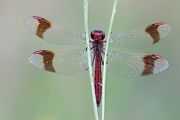 Gebaenderte Heidelibelle - Sympetrum pedemontanum -  Maennchen- Heidelibelle - pedemontanum Odonata Großlibellen Libellen Segellibellen Heidelibellen Brandenburg 