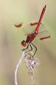 Gebaenderte Heidelibelle - Sympetrum pedemontanum - Obeliskstellung ObeliskMaennchen- Heidelibelle - pedemontanum Odonata Großlibellen Libellen Segellibellen Heidelibellen Bach Sachsen Muldental 