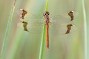 Gebaenderte Heidelibelle - Sympetrum pedemontanum - Weibchen - Heidelibelle - pedemontanum Odonata Großlibellen Libellen Segellibellen Heidelibellen