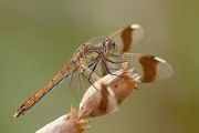 Gebaenderte Heidelibelle - Sympetrum pedemontanum - Weibchen - Heidelibelle - pedemontanum 