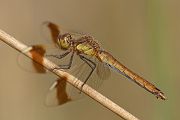 Gebaenderte Heidelibelle - Sympetrum pedemontanum - Weibchen - Sachsen - Heidelibelle - pedemontanum 