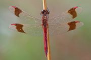 Gebaenderte Heidelibelle - Sympetrum pedemontanum - Maennchen - Heidelibelle - pedemontanum 