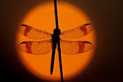 Gebaenderte Heidelibelle - Sympetrum pedemontanum - Weibchen - Heidelibelle - pedemontanum 
