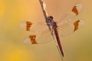 Gebaenderte Heidelibelle - Sympetrum pedemontanum - Weibchen - Heidelibelle - pedemontanum 