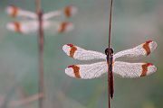 Gebaenderte Heidelibelle - Sympetrum pedemontanum - Weibchen - Heidelibelle - pedemontanum Odonata Großlibellen Libellen Segellibellen Heidelibellen