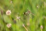 Gebaenderte Heidelibelle - Sympetrum pedemontanum - Weibchen - Heidelibelle - pedemontanum Odonata Großlibellen Libellen Segellibellen Heidelibellen