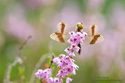 Gebaenderte Heidelibelle - Sympetrum pedemontanum - Weibchen - Heidelibelle - pedemontanum Odonata Großlibellen Libellen Segellibellen Heidelibellen
